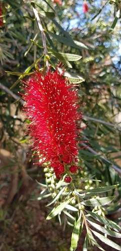 Granny Flat Garden